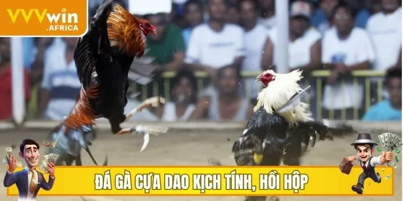 Đá gà cựa dao kịch tính, hồi hộp