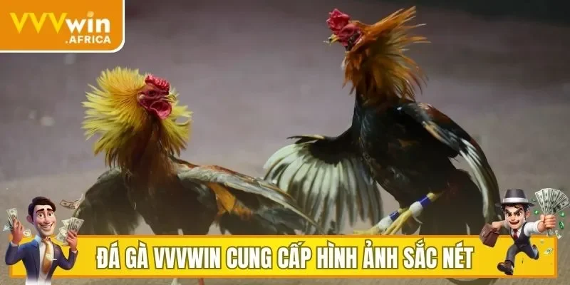 Đá gà VVVWIN cung cấp hình ảnh sắc nét