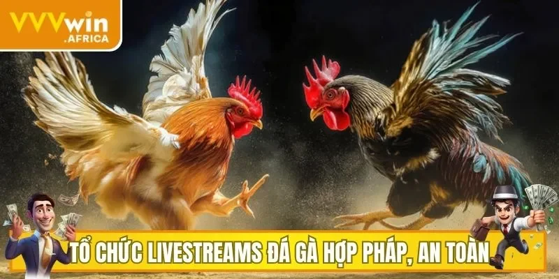Tổ chức livestreams đá gà hợp pháp, an toàn