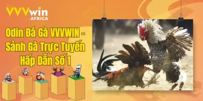 Odin Đá Gà VVVWIN - Sảnh Gà Trực Tuyến Hấp Dẫn Số 1
