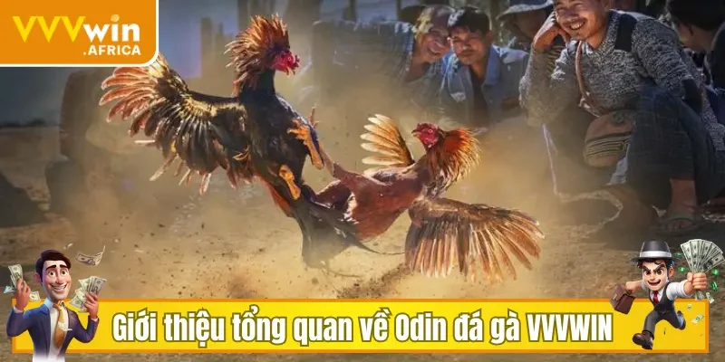 Giới thiệu tổng quan về Odin đá gà VVVWIN