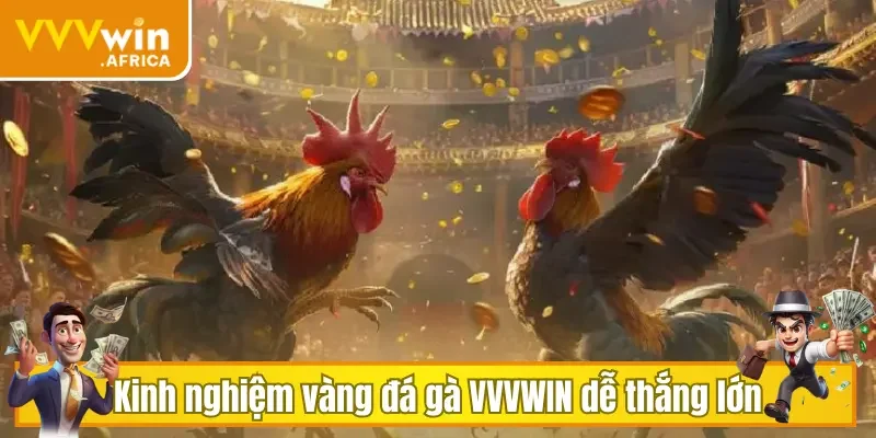 Kinh nghiệm vàng đá gà VVVWIN dễ thắng lớn
