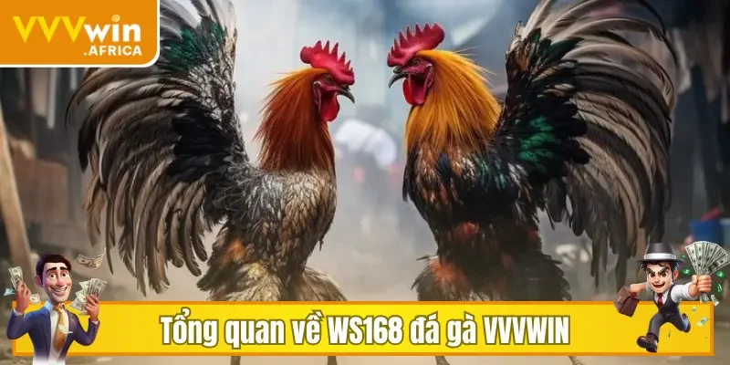 Tổng quan về WS168 đá gà VVVWIN